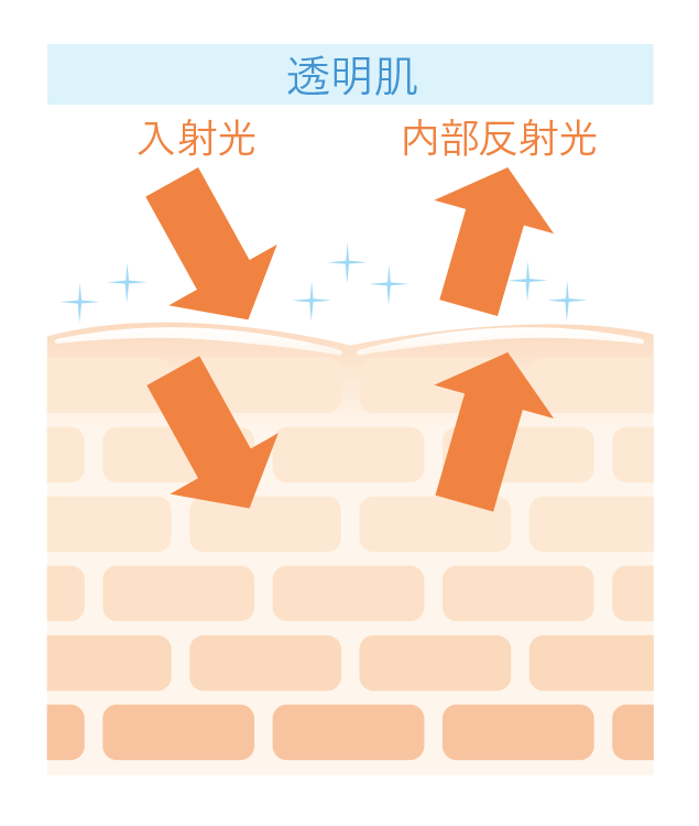 透明肌：角質層内がうるおい肌表面がなめらかなので、光がまっすぐ反射しやすい