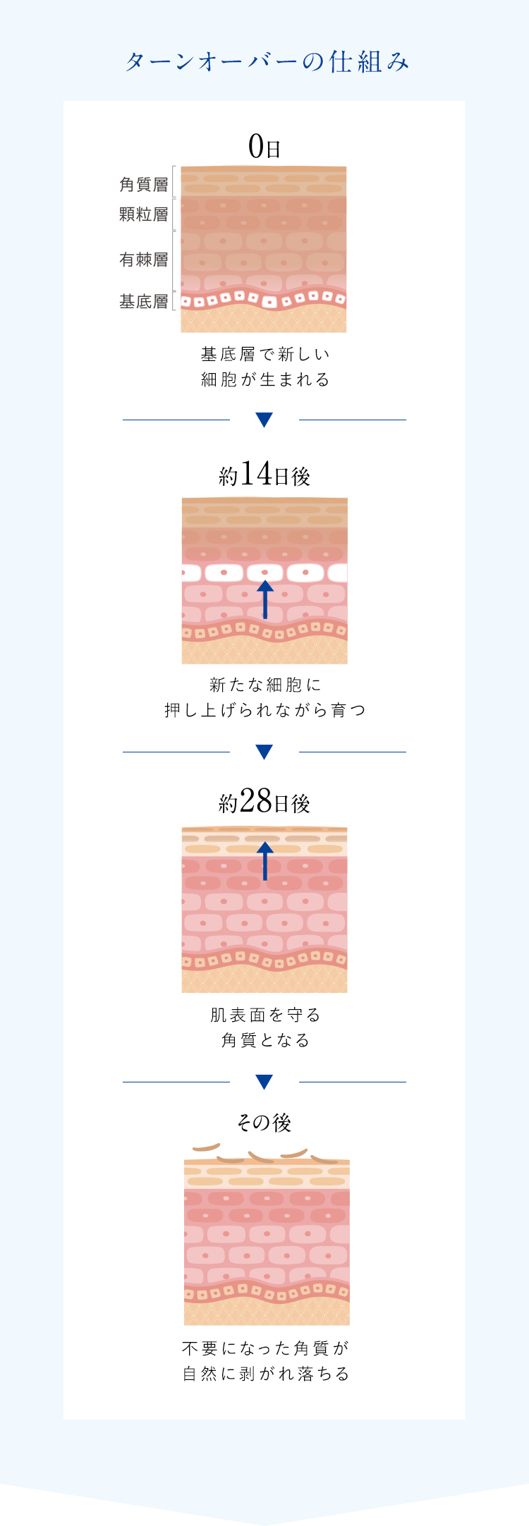 ターンオーバーの仕組み