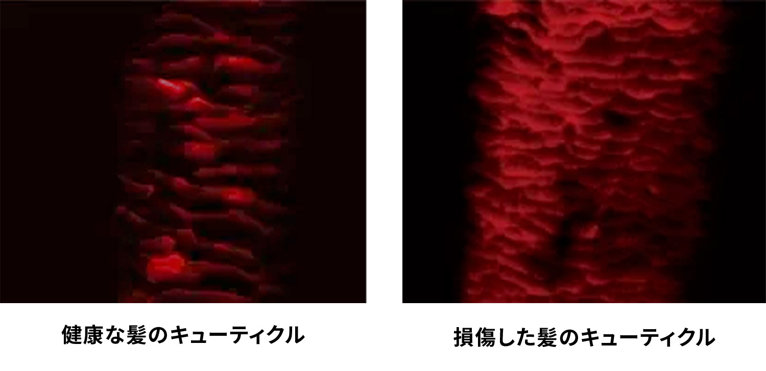 図：TP-97を蛍光染料で赤く染色し、健康毛とダメージ毛に添加したところ
