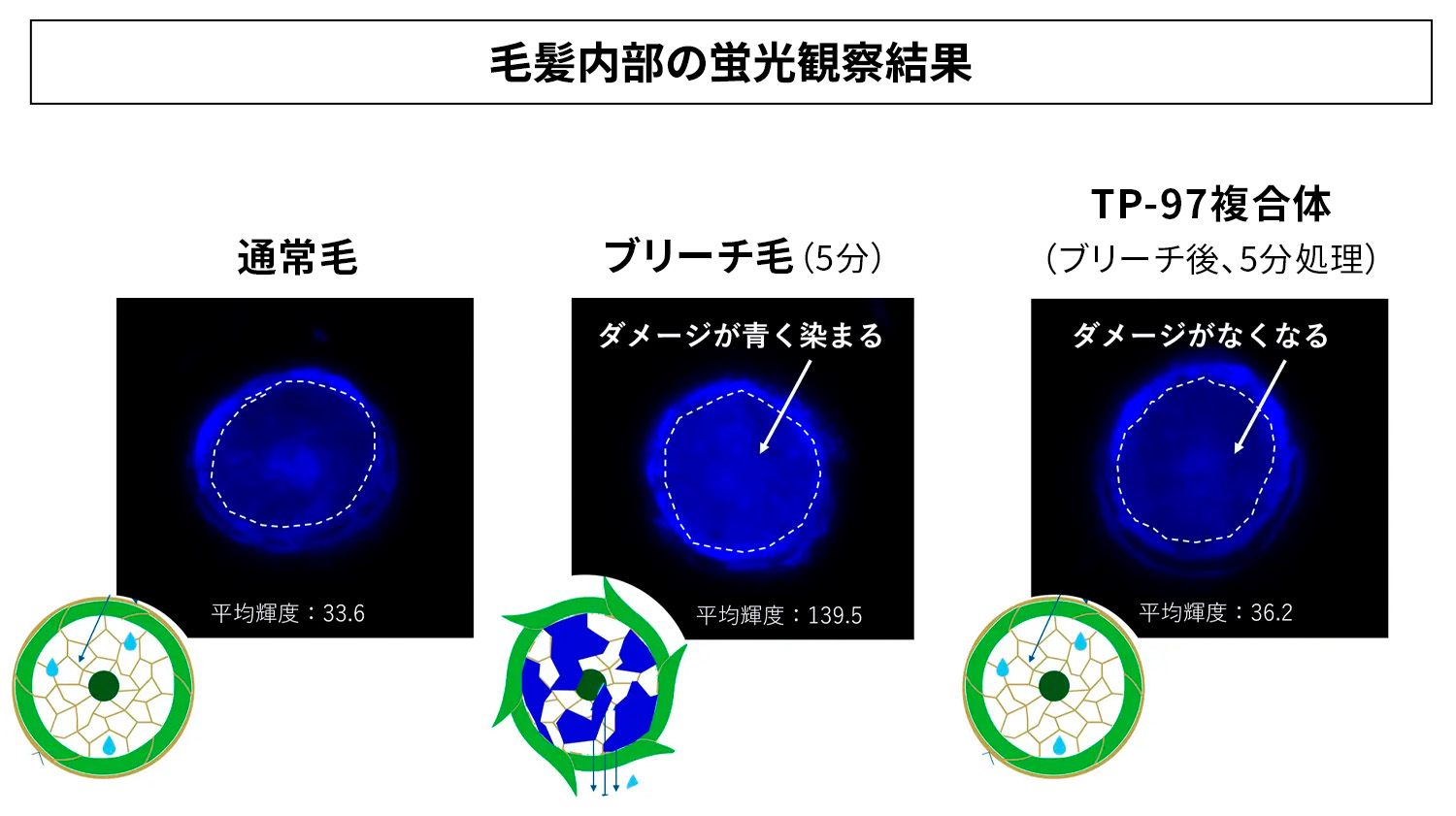 図：毛髪内部の蛍光観察結果