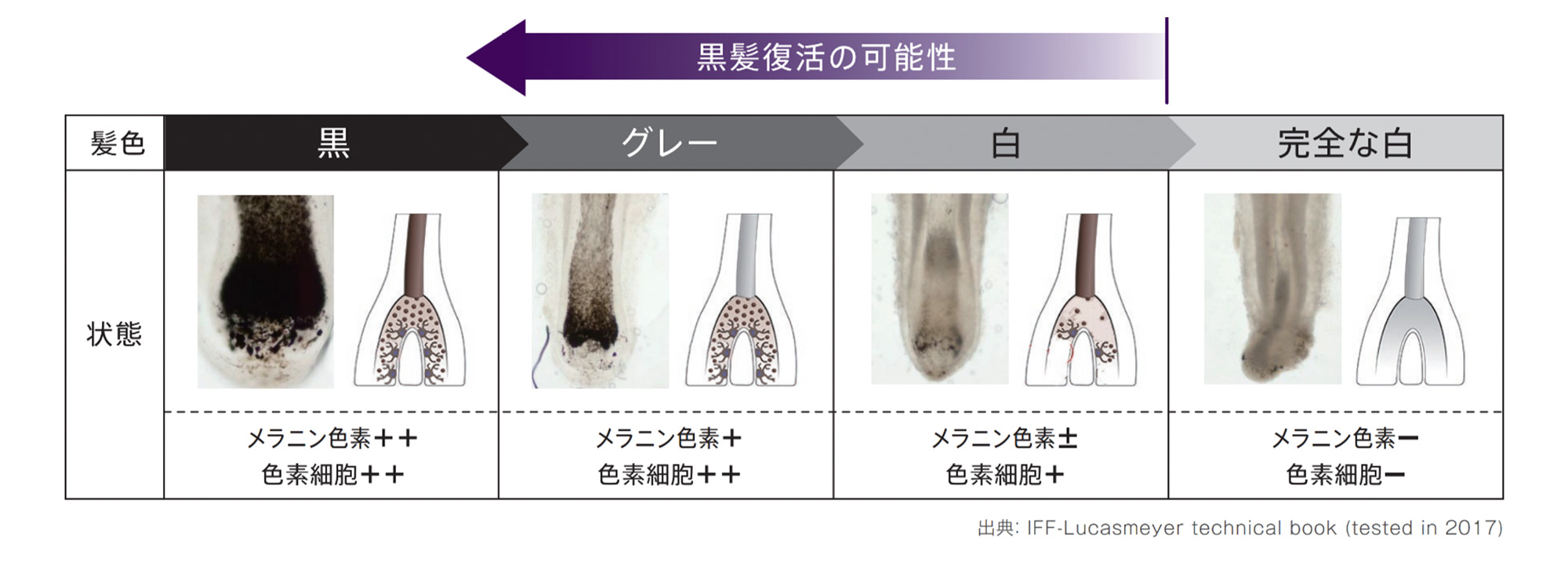 図：美白・メラニン研究から逆転の発想を得る